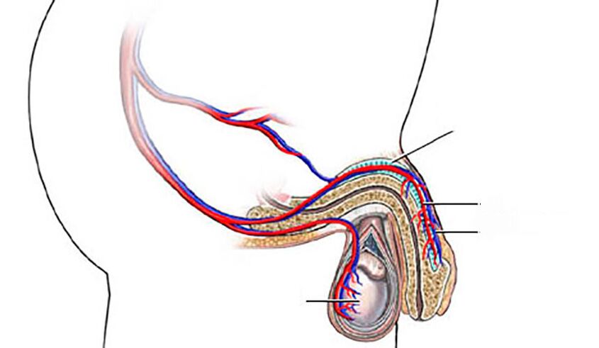 La estructura del pene