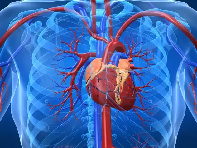 La enfermedad cardíaca contraindica los ejercicios de fortalecimiento