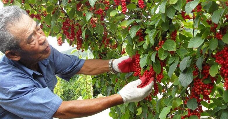 La hierba de limón china aumenta la efectividad